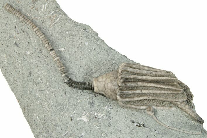 Fossil Crinoid Plate (Two Species) - Crawfordsville, Indiana #291806
